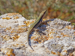 lizard basking in the sun
