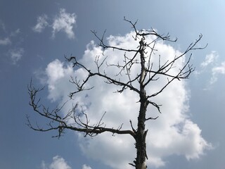 tree against sky