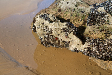 mussels growing on a rock on the ocean shore