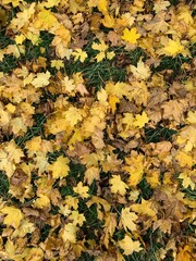 yellow leaves