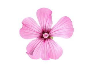Fototapeta na wymiar Single pink mallow flower isolated on white
