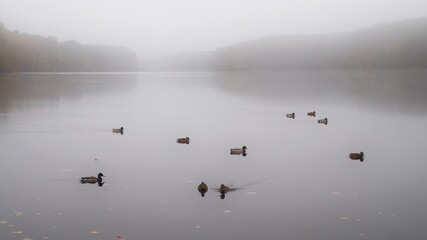 Obraz na płótnie Canvas ducks on an empty misty Soczewka lake in Poland