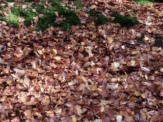 Autumn leaves on ground