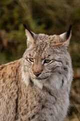 Luchs im Winterfell