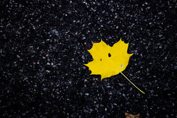 yellow maple leaf
