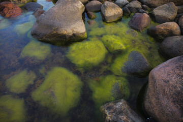 Baltic sea coast with stones covered by seaweed. Blue hour time. Long exposure.
