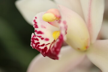 Makroaufnahme einer Orchidee