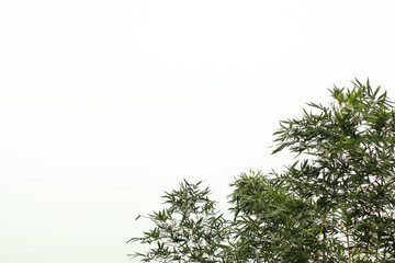 Bamboo bushes and leaves under the clean white sky background