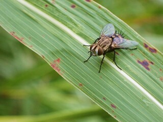 ヤドリバエの一種 Tachinidae sp