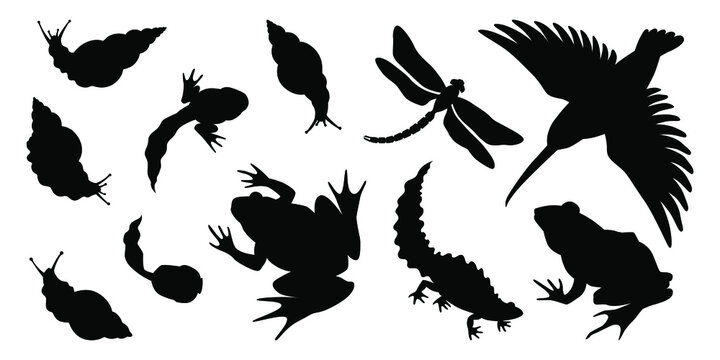 Animals silhouettes collection. Black and white set. Ttriton, dragonfly, kingfisher, frogs, tadpoles, snails. Hand drawn vector illustration.