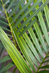 Close up plam leaves background