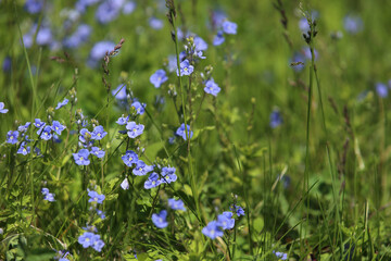 Blue flowers bird's-eye speedwell. Veronica chamaedrys. Blurred.