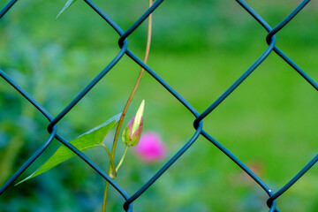 Wild plant bindweed on a metal mesh netting close up selective focus