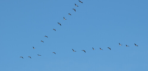 Wildgänse fliegen in den Süden