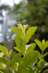 Fresh green guava leaves and branches in the garden with blurry natural background