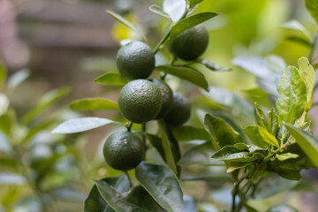 Fresh green mandarine on the tree with leaves close up