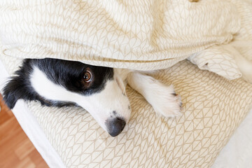 Funny portrait of cute smiling puppy dog border collie lay on pillow blanket in bed. New lovely member of family little dog at home lying and sleeping. Pet care and animals concept.