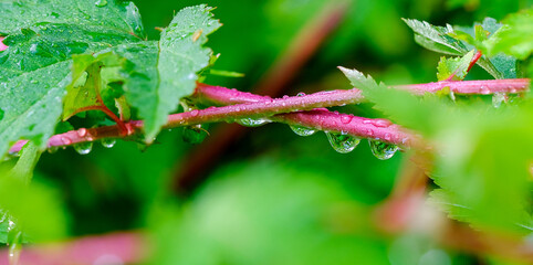 Transparent dew drops on a branch close up selective focus