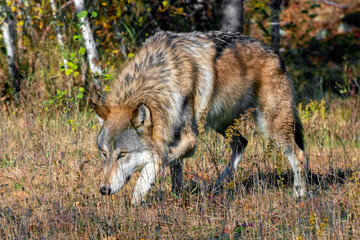 Grey Wolf stalking through a Meadow