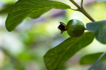 Guava fruit buds and leaves on the tree