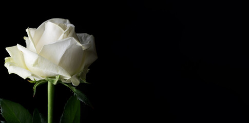 drops on roses. Abstract flower. white rose on black background - Valentines, Mothers day, anniversary, condolence card. Beautiful rose. close up roses . panorama