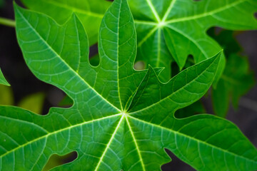 papaya leaves close up background