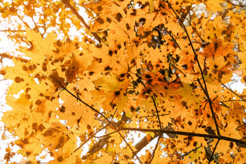 Yellow maple leaves with black round spots on the tree. The tree is infected with Rhytisma acerinum (rhytisma maple).