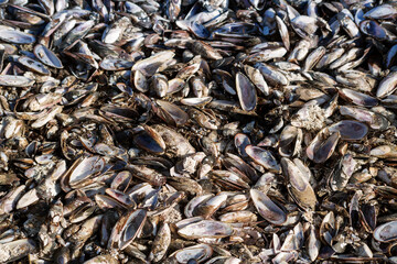 mussel shell from the ocean coast, texture and background