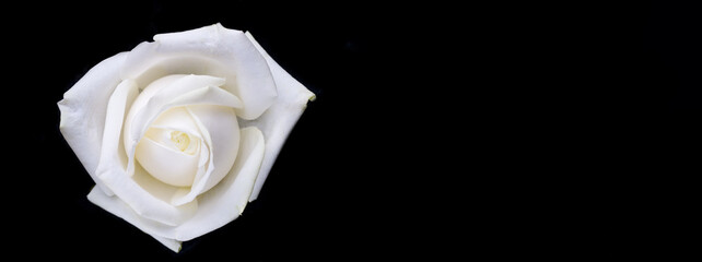 drops on roses. Abstract flower. white rose on black background - Valentines, Mothers day, anniversary, condolence card. Beautiful rose. close up roses . panorama