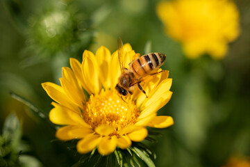 Bee at work on a yellow Flower