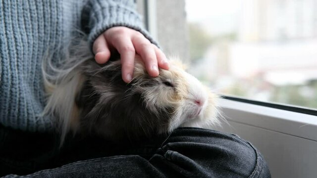 guinea pig sits on the lap of a girl on the window