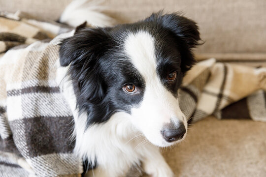 Funny Puppy Dog Border Collie Lying On Couch Under Plaid Indoors. Little Pet Dog At Home Keeping Warm Hiding Under Blanket In Cold Fall Autumn Winter Weather. Pet Animal Life Concept.