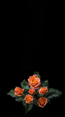 Fototapeta na wymiar red roses, rose flower, blossom, macro, march 8, valentine, woman's day, black background, blooming, roses background, banner, panorama, flora, bloom, blossom out, blurred, botany, bush, closeup, cong