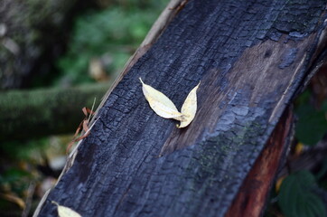 Two yellow willow leaves on a charred tree
