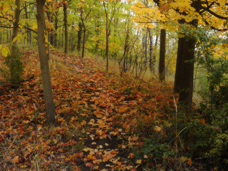 Komorany, Czech republic - october 19, 2020: autumnal forest  - analog noise 400 ASA, not focused