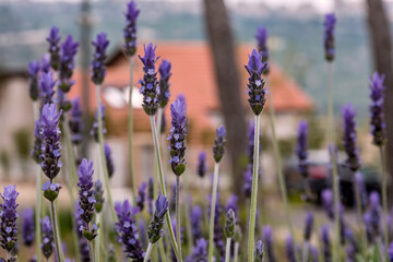 lavender flowers. Lavender flowers on the background of the house in the distance.