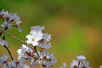 Close up photo of cherry blossoms in full bloom