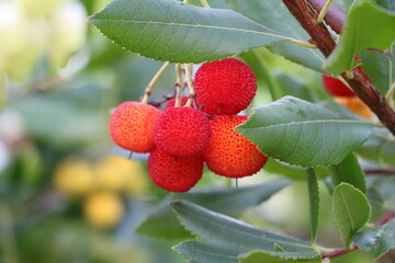 Red fruits of Arbutus unedo in fall