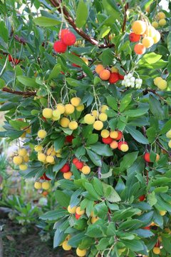 Yellow and red fruits of Arbutus unedo in fall