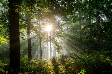 Obraz premium Sonnenaufgang im Wald