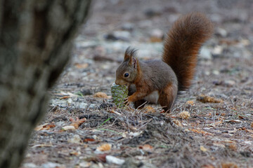 Red Squirrel (Sciurus vulgaris) eating a pineapple - France
