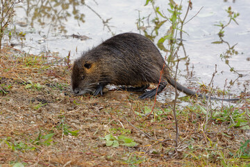 Coypu (Myocastor coypus) - France