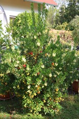Arbutus unedo tree in fall in the garden, Germany