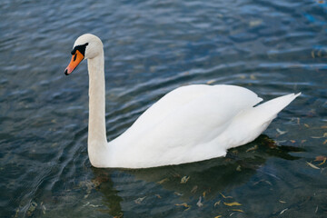 swan swimming on a lake from the side