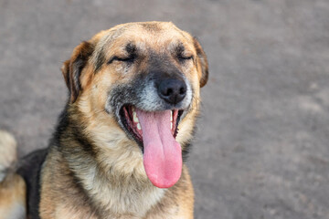 Portrait of a dog with open mouth and eyes closed with pleasure