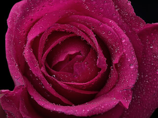 drops on roses. Abstract flower with pink rose on black background - Valentines, Mothers day, anniversary, condolence card. Beautiful rose. close up roses . red kamala . panorama