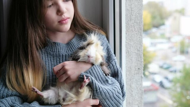 little girl sitting on the window and holding her guinea pig in her arms, love and friendship of children and animals, concept