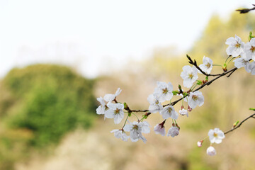 Close up photo of cherry blossoms in full bloom