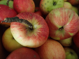 fresh red and green apples