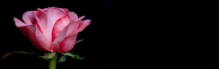 drops on roses. Abstract flower with pink rose on black background - Valentines, Mothers day, anniversary, condolence card. Beautiful rose. close up roses . red kamala . panorama